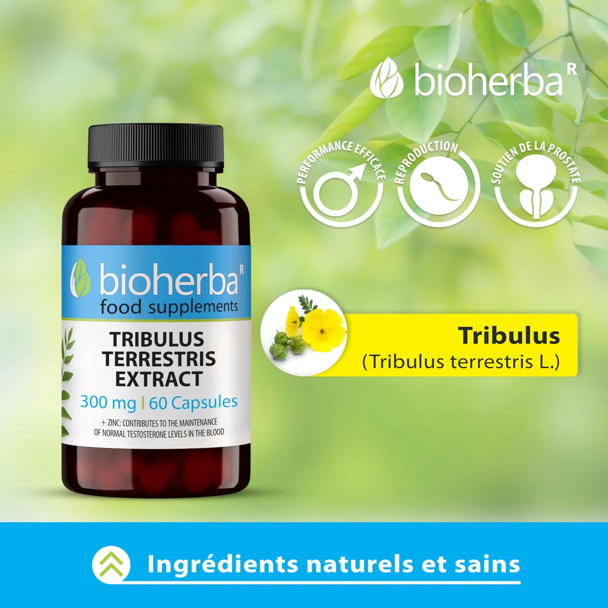 Tribulus Terrestris – 100 Gélules de 300 mg | Avec zinc – Complément végétal pour le tonus masculin – par BIOHERBA