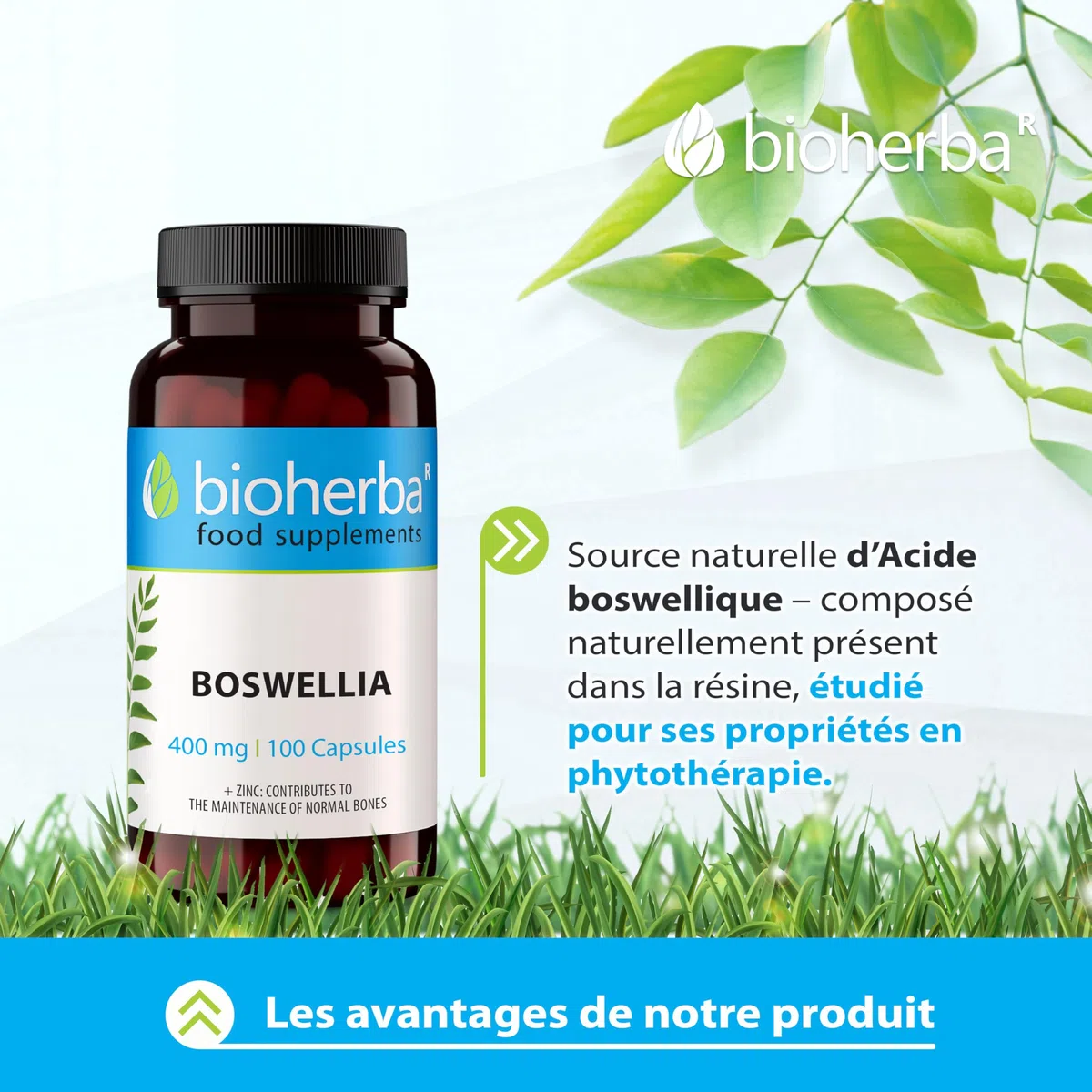 Boswellia Serrata – 100 Gélules de 400 mg | Complément végétal à base d'encens indien – par BIOHERBA