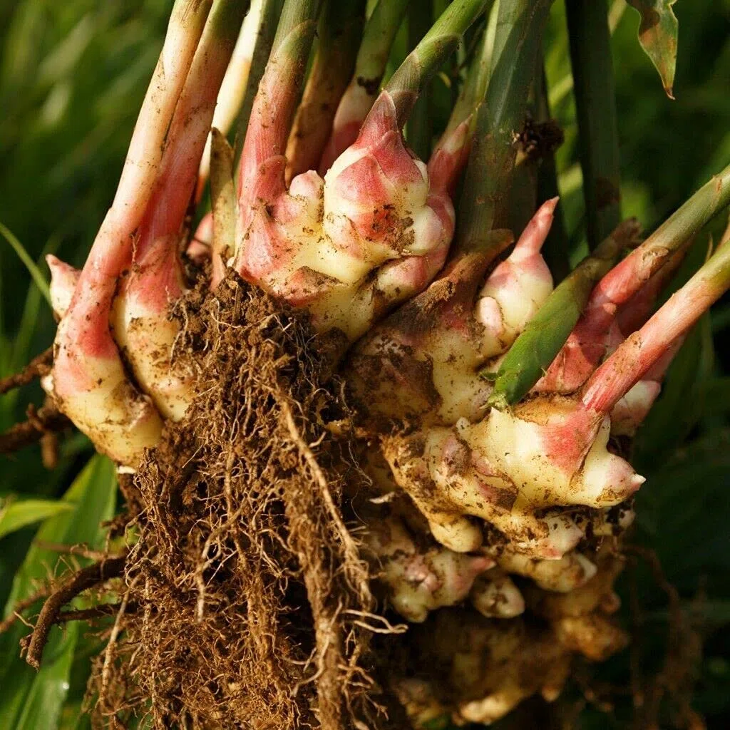 1 rhizome of Ginger - ZINGIBER OFFICINALE