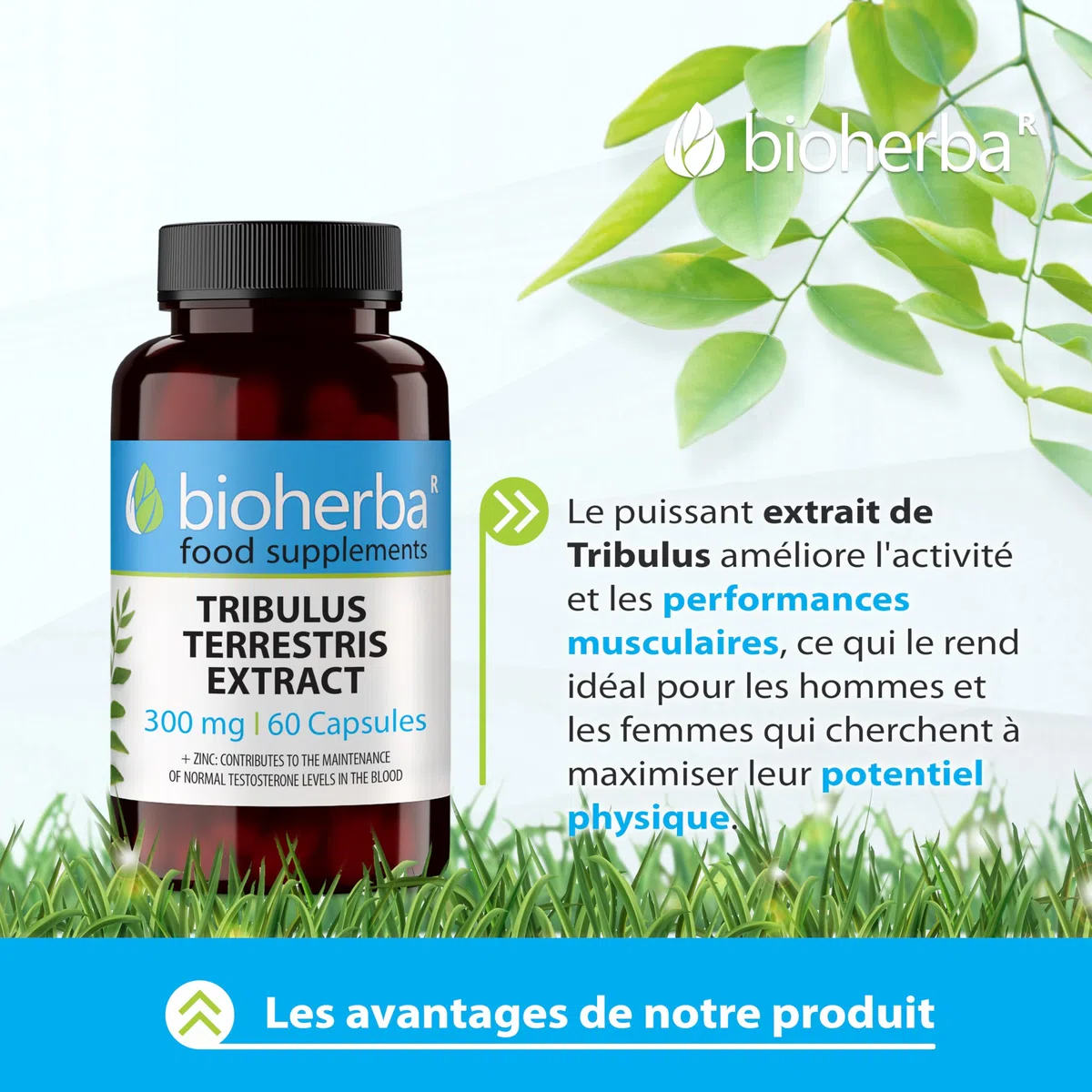 Tribulus Terrestris – 100 Gélules de 300 mg | Avec zinc – Complément végétal pour le tonus masculin – par BIOHERBA